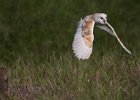 Chris Perry - Barn Owl In Flight Over Grass Meadow